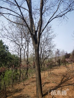20公分国槐