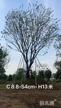54公分朴树
