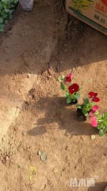 高度12厘米三色堇