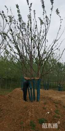 80公分(5杆)丛生榔榆