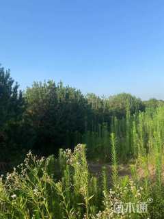 高度600厘米白皮松