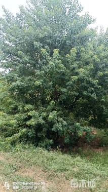 40公分(4杆)丛生乌桕