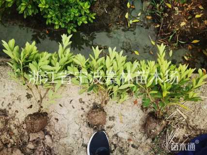 高度30厘米杜鹃