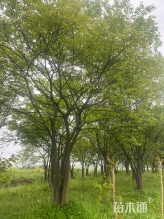 50公分(5杆)丛生朴树