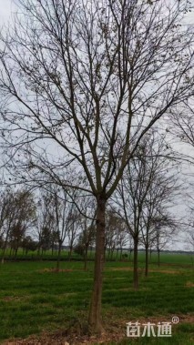 18公分朴树