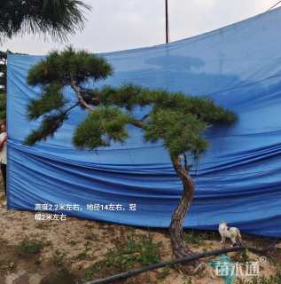 15公分造型赤松