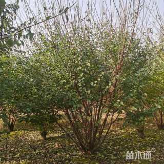 12公分(5杆)丛生红梅