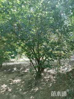 高度500厘米丛生黄栌
