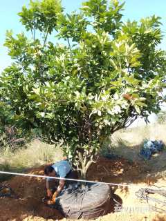 高度400厘米蜜柚