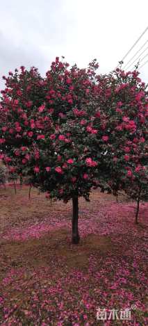 高度250厘米茶梅