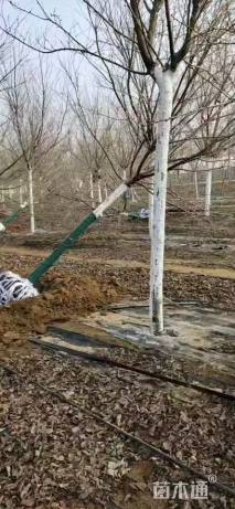 17公分高杆染井吉野樱