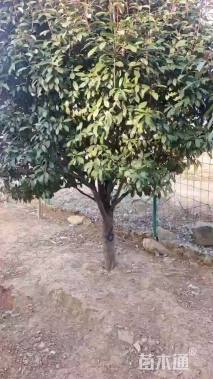 20公分红叶石楠