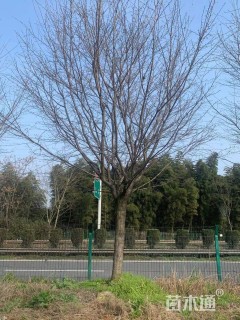 25公分高杆染井吉野樱