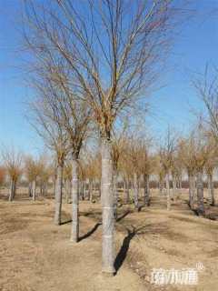 25公分金丝垂柳