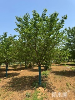 14公分染井吉野樱