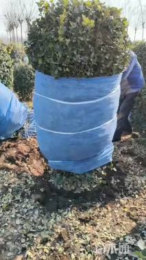 冠幅120厘米卫矛球