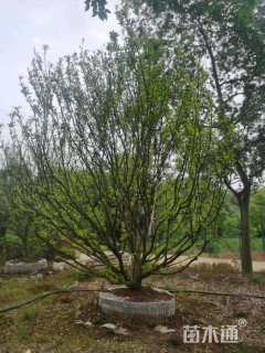 300厘米南丰蜜桔