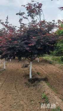 12公分日本红枫