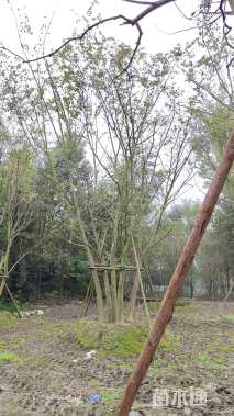 12公分丛生朴树