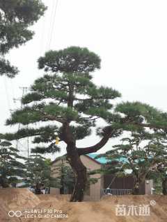 高度3200厘米黑松