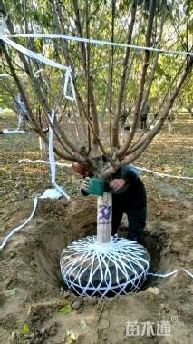 12公分红叶碧桃