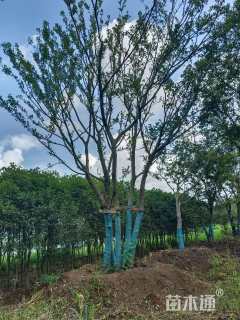 91公分丛生朴树