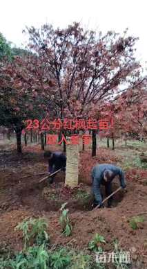 12公分日本红枫