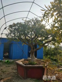 高度200厘米石榴