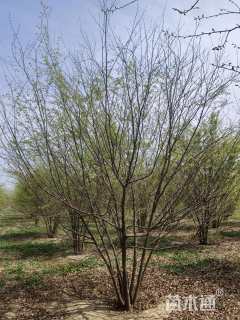 40公分(5杆)丛生榉树