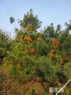 高度400厘米华山松