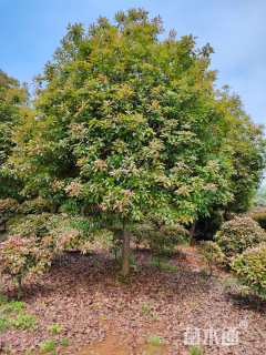 10公分红叶石楠