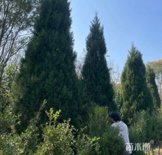 高度900厘米桧柏