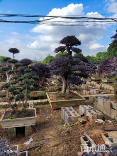 高度260厘米红花继木