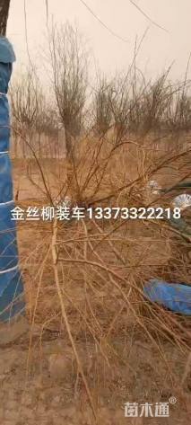 12公分金丝垂柳