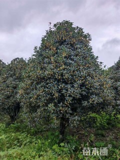 14公分小叶金桂