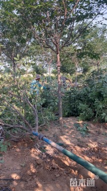 8公分染井吉野樱