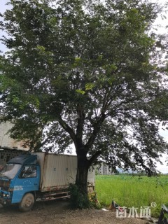 64.5公分朴树