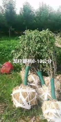 10公分龙柱碧桃