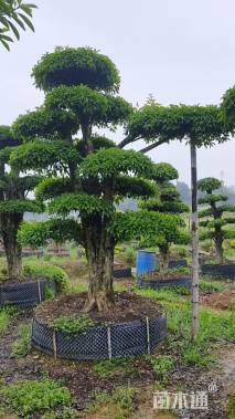 40公分造型椤木石楠