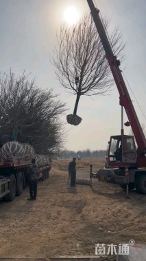 18公分美国红枫