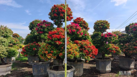 15公分造型三角梅