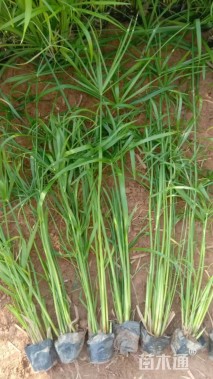 高度40厘米旱伞草