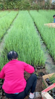 高度60厘米菖蒲