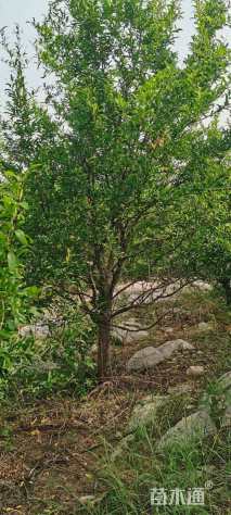 高度600厘米石榴