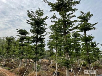 15公分细叶榄仁