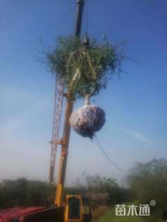 15公分垂丝海棠