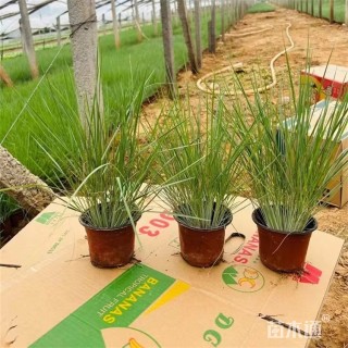 高度30厘米坡地毛冠草