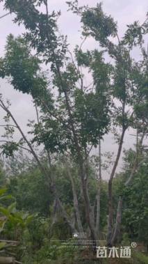 高度700厘米丛生白蜡