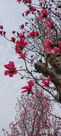 50公分红花玉兰