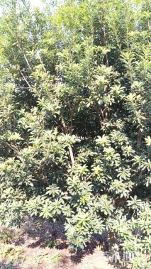 12公分(3杆)丛生杨梅